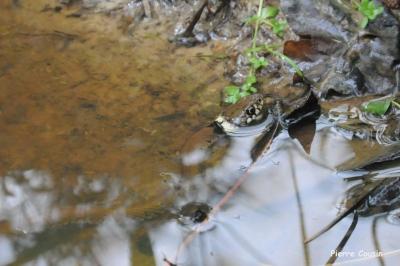 Couleuvre helvétique 