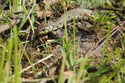 Couleuvre helvétique 