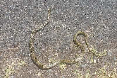 Couleuvre verte et jaune 
