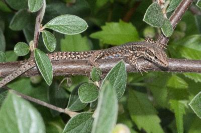 Lézard des murailles 