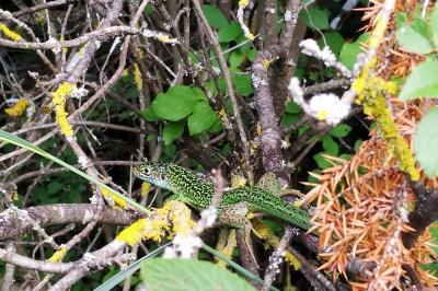 Lézard à deux raies 