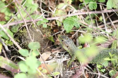 Lézard à deux raies 