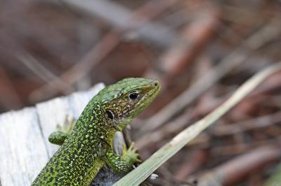 Lézard à deux raies 