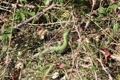 Lézard à deux raies 