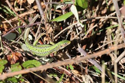 Lézard à deux raies 