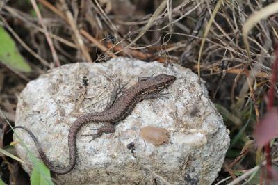 Lézard des murailles 
