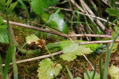 Lézard à deux raies 