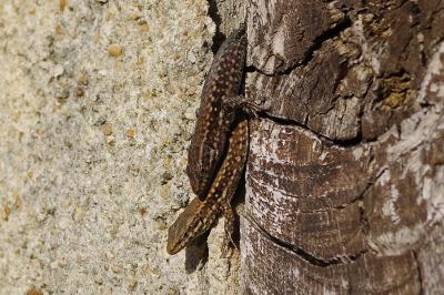 Lézard des murailles 