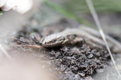 Lézard des murailles 