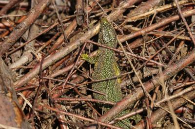 Lézard à deux raies 