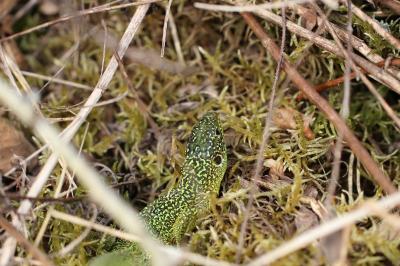 Lézard à deux raies 
