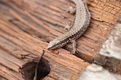 Lézard des murailles 