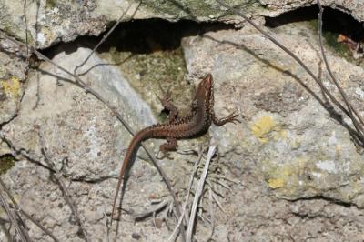 Lézard des murailles 