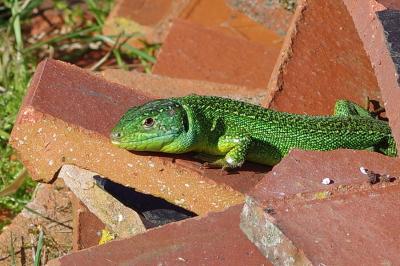 Lézard à deux raies 