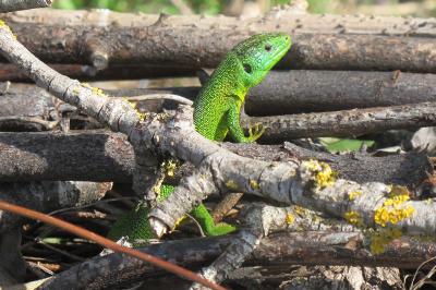 Lacerta bilineata