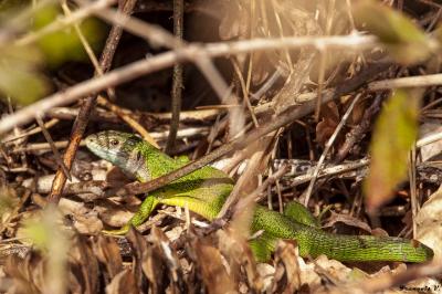 Lézard à deux raies 
