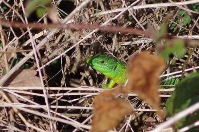 Lézard à deux raies 