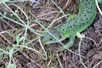 Lézard à deux raies 