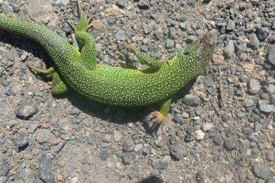 Lézard à deux raies 