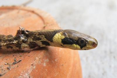 Couleuvre d'Esculape 