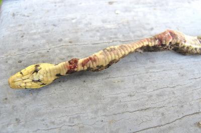 Couleuvre d'Esculape 