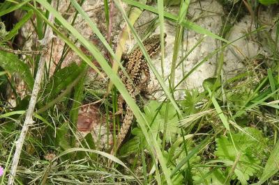 Lézard des murailles 