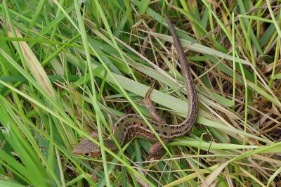 Lézard à deux raies 