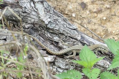 Lézard des murailles 
