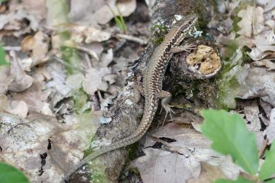Lézard des murailles 