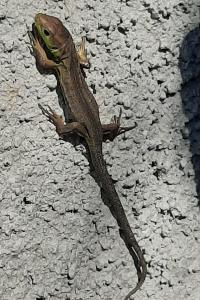 Lézard à deux raies 