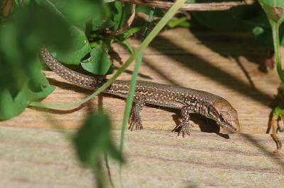 Lézard des murailles 