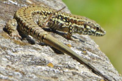 Lézard des murailles 
