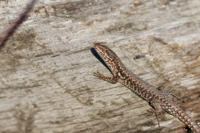 Lézard des murailles 