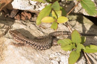 Lézard des murailles 