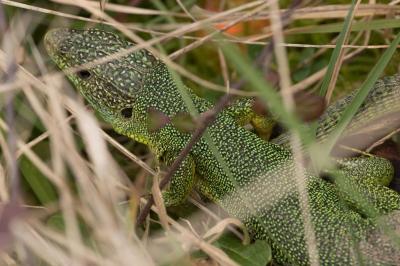Lézard à deux raies 