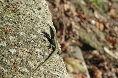 Lézard des murailles 