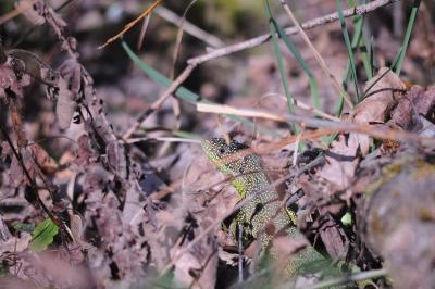 Lézard à deux raies 