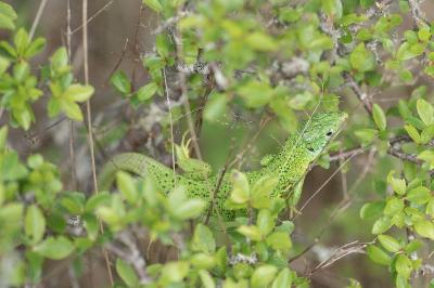 Lézard à deux raies 