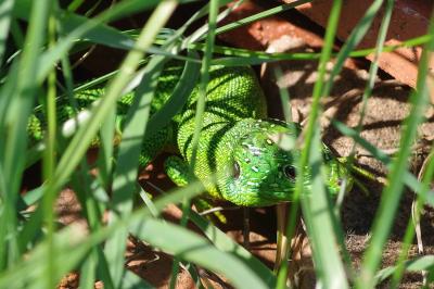 Lézard à deux raies 