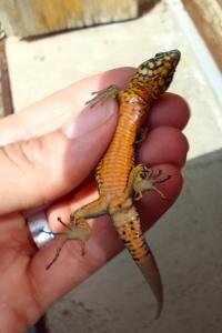 Lézard des murailles 