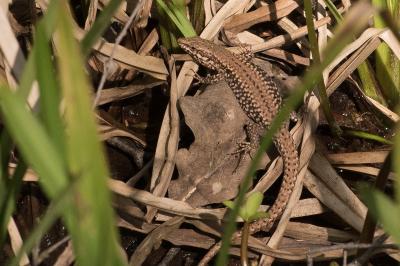 Podarcis muralis