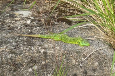 Lézard à deux raies 