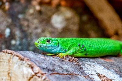Lézard à deux raies 