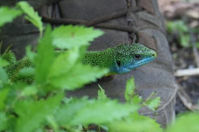 Lézard à deux raies 