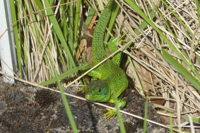 Lézard à deux raies 