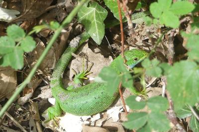 Lézard à deux raies 