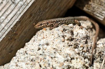 Lézard des murailles 