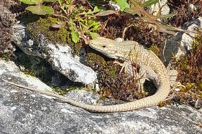 Lézard des murailles 