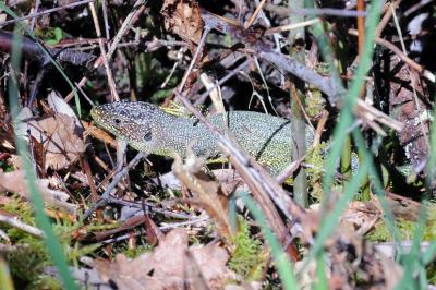 Lézard à deux raies 