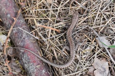 Lézard des murailles 